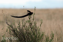 Euplectes progne progne