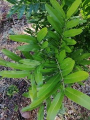 Thouinidium decandrum