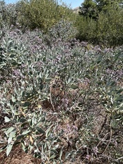 Eriodictyon traskiae traskiae