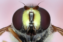 Dasysyrphus
