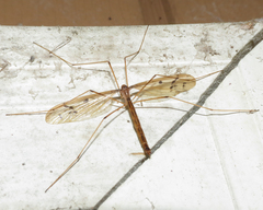 Tricyphona