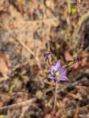 Brodiaea orcuttii