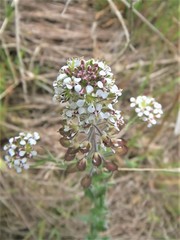 Lepidium heterophyllum