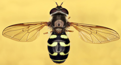 Dasysyrphus