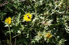 Berkheya onopordifolia onopordifolia