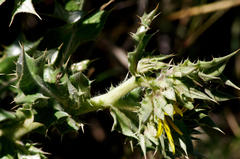 Berkheya onopordifolia onopordifolia
