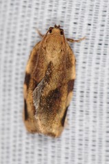 Choristoneura fractivittana