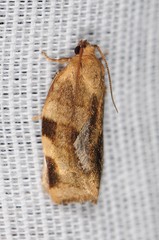 Choristoneura fractivittana