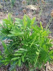 Thouinidium decandrum