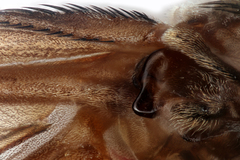 Dasysyrphus