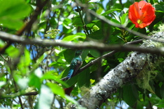 Saucerottia saucerottei