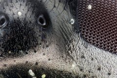 Dasysyrphus