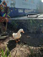 Anas platyrhynchos domesticus