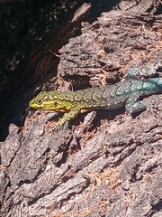 Liolaemus tenuis