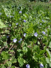 Veronica persica