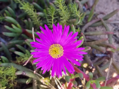 Image of Cephalophyllum diversiphyllum by (c) kevin koen, some rights reserved (CC BY-SA)