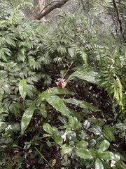 Alpinia shimadae