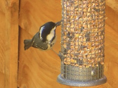 Periparus ater britannicus