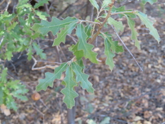 Quercus gravesii