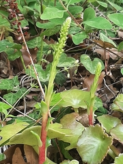 Umbilicus horizontalis