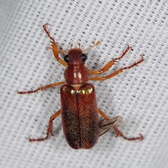 Dichelonyx subvittata