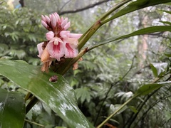 Alpinia shimadae