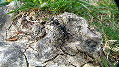 Formica fusca