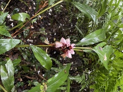 Alpinia shimadae