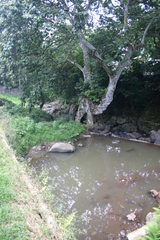 Platanus mexicana