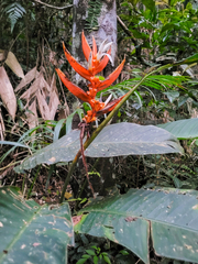 Heliconia angusta