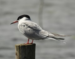 Sterna hirundo