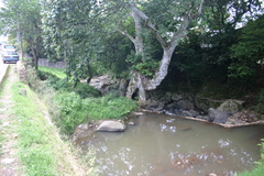 Platanus mexicana