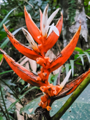 Heliconia angusta