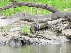 Ardea herodias