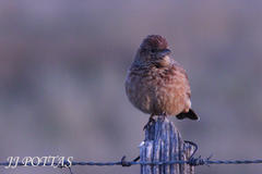 Mirafra fasciolata fasciolata