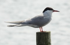 Sterna hirundo