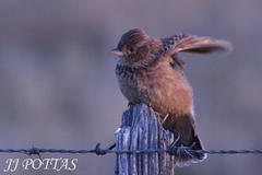 Mirafra fasciolata fasciolata