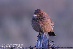 Mirafra fasciolata fasciolata