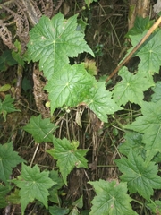 Hydrocotyle peruviana