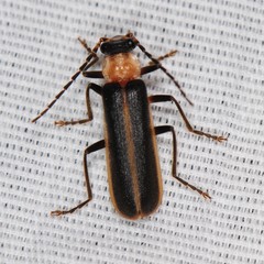 Podabrus flavicollis