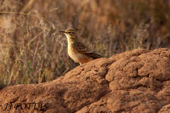 Anthus vaalensis vaalensis