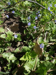 Veronica persica