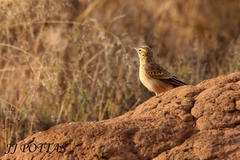 Anthus vaalensis vaalensis