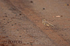Anthus vaalensis vaalensis