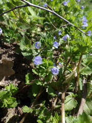 Veronica persica