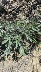 Psephellus marschallianus