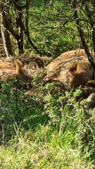 Sus scrofa domesticus