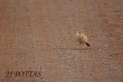 Anthus vaalensis vaalensis