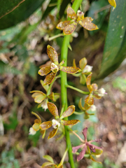 Prosthechea vespa