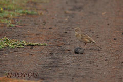 Anthus vaalensis vaalensis